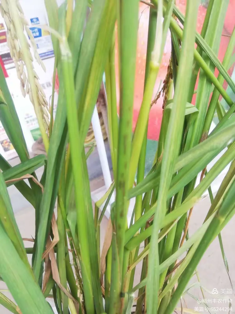 水稻几乎绝收,竟然是水稻跗线螨危害